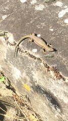 Podarcis muralis