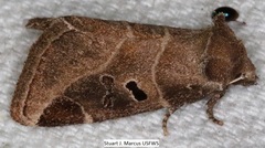 Plagiomimicus pityochromus