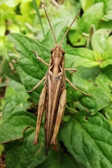 Glyptobothrus