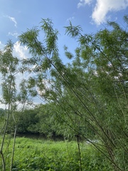Salix viminalis