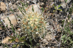 Ancistrocactus scheeri