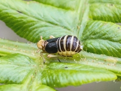 Ditropis pteridis
