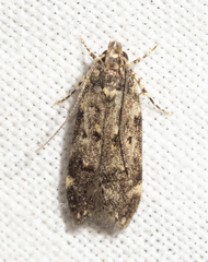 Chionodes bicostomaculella