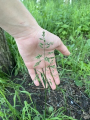 Poa pratensis
