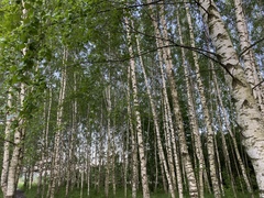 Betula pendula