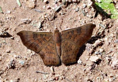 Emesis angularis