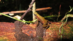 Atelopus flavescens