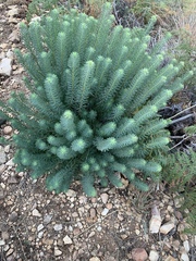 Phymaspermum athanasioides