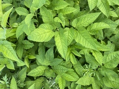 Aegopodium podagraria