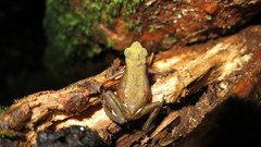 Atelopus flavescens