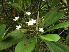 Plumeria rubra