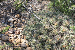 Coryphantha macromeris runyonii