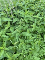 Urtica dioica