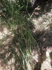 Muhlenbergia emersleyi