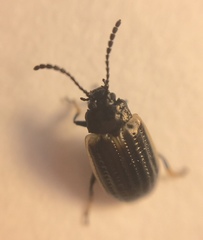 Microtheca ochroloma