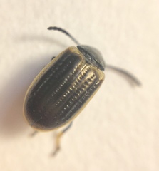 Microtheca ochroloma