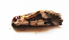 Schalidomitra ambages