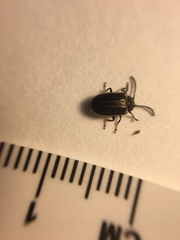 Microtheca ochroloma