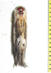 Schalidomitra ambages