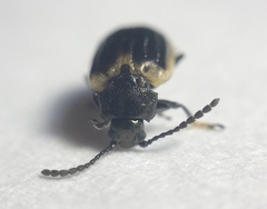 Microtheca ochroloma