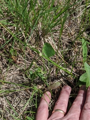 Ranunculus rhomboideus