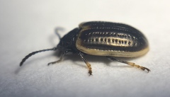 Microtheca ochroloma