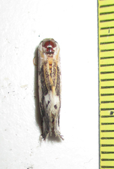 Schalidomitra ambages