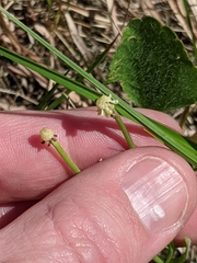 Ranunculus rhomboideus