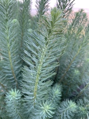 Phymaspermum athanasioides