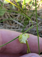 Ranunculus rhomboideus