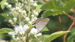 Plebejus argyrognomon
