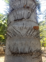 Cocoseae
