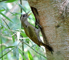 Picus xanthopygaeus