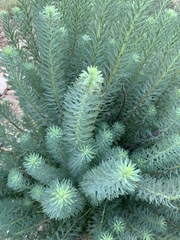 Phymaspermum athanasioides