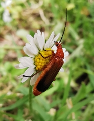 Rhagonycha fulva