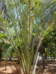 Arecaceae