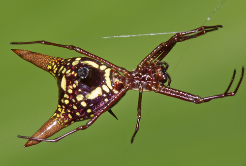 Micrathena sexspinosa