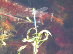 Erythemis