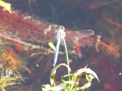 Erythemis