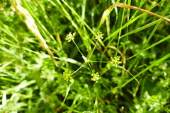 Bupleurum falcatum