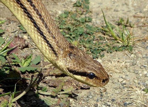 Photo of a Four-lined Snake (Elaphe quatuorlineata)