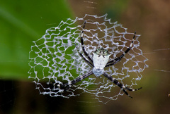 Argiope submaronica