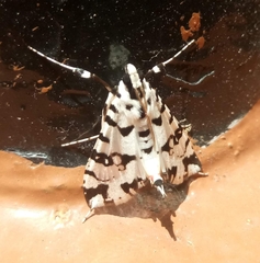 Conchylodes diphteralis