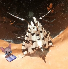 Conchylodes diphteralis