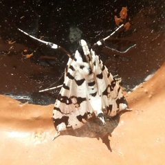 Conchylodes diphteralis
