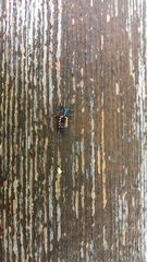 Harmonia axyridis