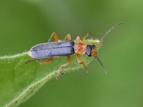 Cantharis lateralis, Groesbeek, Nederland, photo 10 of 10