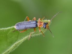 Cantharis lateralis