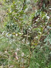 Xylosma spiculifera