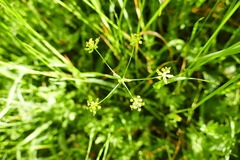 Bupleurum falcatum